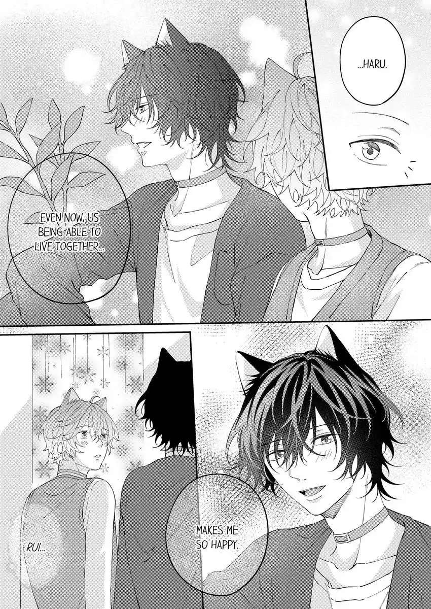 Haru To Rui No Nyanderful Love Life! - Page 3