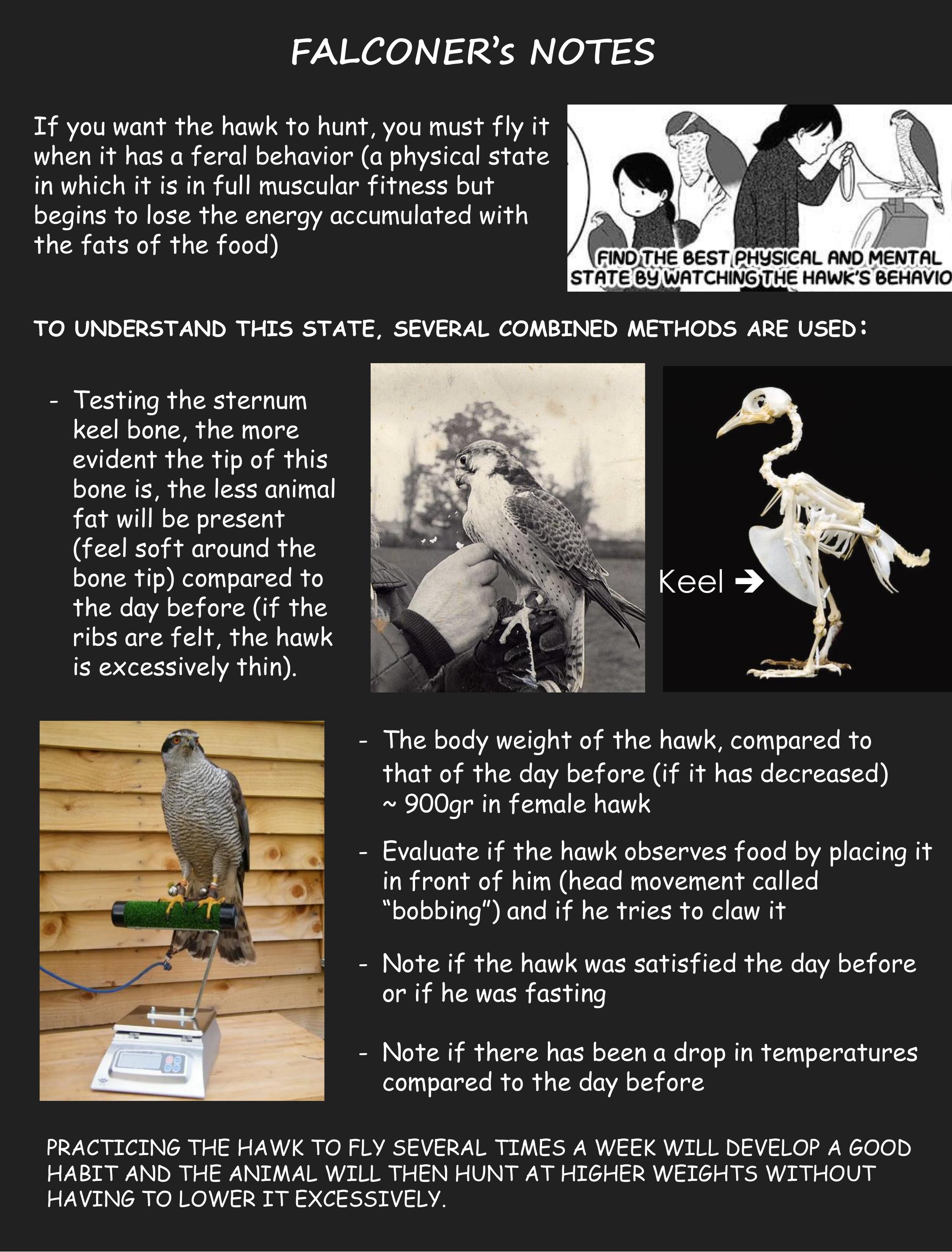 Hawk Master, It's Hunting Time! Chapter 9: Weight Of The Hawk - Picture 3
